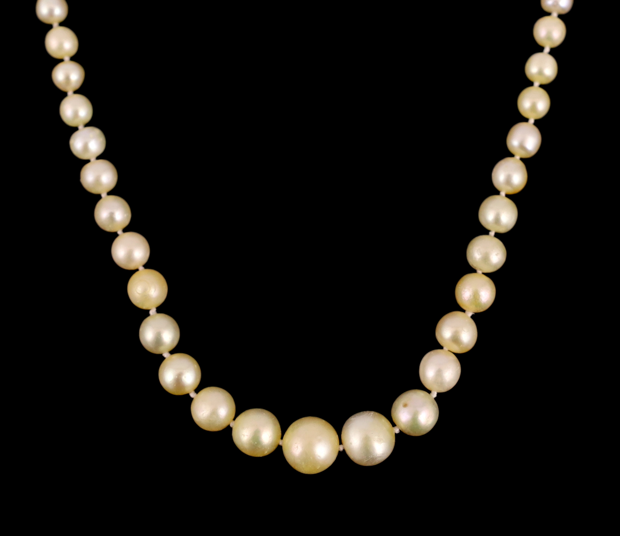 An Edwardian single strand graduated natural saltwater pearl necklace, with gold, platinum and diamond cluster set clasp, with safety chain